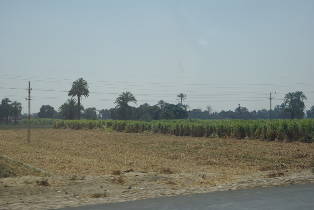 IMGP5256