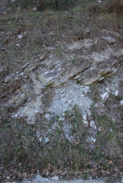 IMGP2521